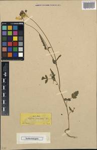 Tordylium macropetalum Boiss., Зарубежная Азия (ASIA) (Турция)