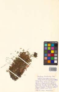 Saxifraga korshinskyi Kom., Сибирь, Дальний Восток (S6) (Россия)