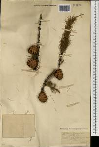 Лиственница сибирская Ledeb., Монголия (MONG) (Монголия)