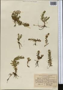 Lysimachia maritima (L.) Galasso, Banfi & Soldano, Средняя Азия и Казахстан, Северный и Центральный Казахстан (M10) (Казахстан)