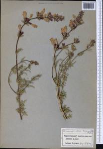 Змееголовник дваждыперистый Rupr., Средняя Азия и Казахстан, Памир и Памиро-Алай (M2) (Таджикистан)