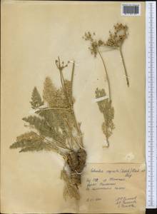 Шренкия влагалищная (Ledeb.) Fisch. & C.A.Mey., Средняя Азия и Казахстан, Северный и Центральный Тянь-Шань (M4) (Казахстан)