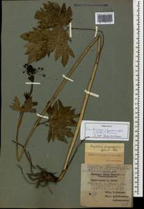 Selinum physospermifolium (Albov) Hand, Кавказ, Краснодарский край и Адыгея (K1a) (Россия)