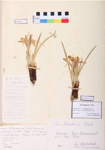 Iris lactea f. biglumis (Vahl) Kitag., Сибирь, Алтай и Саяны (S2) (Россия)