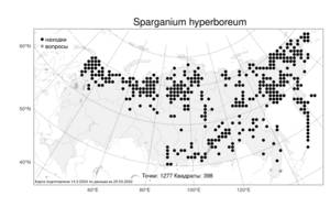 Sparganium hyperboreum, Ежеголовник северный  Laest. ex Beurl., Атлас флоры России (FLORUS) (Россия)