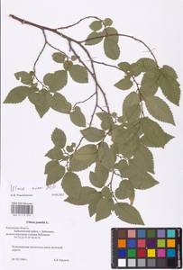 Вяз малый Mill., Восточная Европа, Центральный район (E4) (Россия)