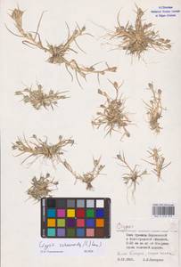 Sporobolus schoenoides (L.) P.M.Peterson, Восточная Европа, Нижневолжский район (E9) (Россия)