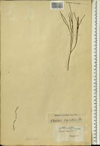 Псилот голый (L.) P. Beauv., Африка (AFR) (Мадагаскар)