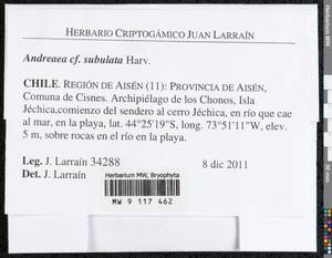 Andreaea subulata Harv., Гербарий мохообразных, Мхи - Америка (BAm) (Чили)
