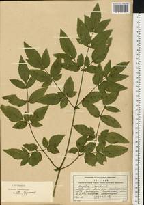 Дудник лесной L., Восточная Европа, Московская область и Москва (E4a) (Россия)