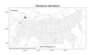 Hieracium derivatum, Яcтребинка отведённая Norrl., Атлас флоры России (FLORUS) (Россия)