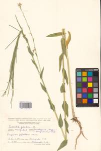 Башеница голая, Башенница гладкая, Вяжечка гладкая L., Восточная Европа, Молдавия (E13a) (Молдавия)