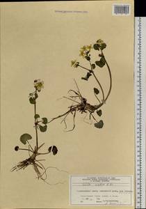 Калужница укореняющаяся (T.F.Forst.) Beck, Сибирь, Центральная Сибирь (S3) (Россия)