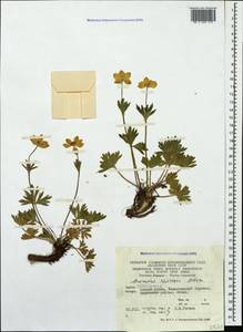 Anemonastrum narcissiflorum subsp. chrysanthum (Ulbr.) Raus, Кавказ, Южная Осетия (K4b) (Южная Осетия)