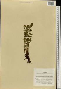 Змееголовник кустарничковый Steph. ex Willd., Сибирь, Алтай и Саяны (S2) (Россия)