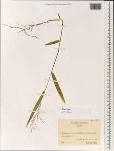 Poaceae, Зарубежная Азия (ASIA) (КНР)