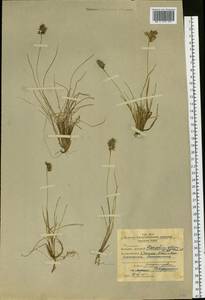Anthoxanthum monticola (Bigelow) Veldkamp, Сибирь, Западная Сибирь (S1) (Россия)