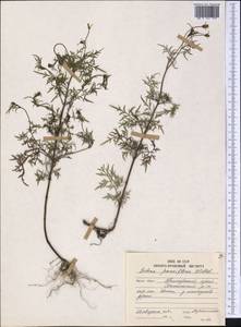 Череда мелкоцветковая Willd., Сибирь, Дальний Восток (S6) (Россия)