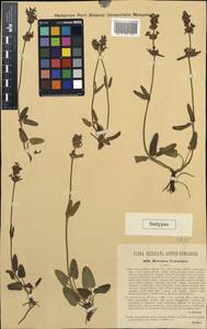 Stachys officinalis subsp. velebitica (A.Kern.) Hayek, Западная Европа (EUR) (Хорватия)