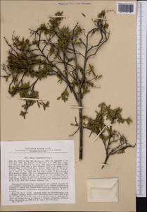 Spiraea tianschanica Pojark., Средняя Азия и Казахстан, Северный и Центральный Тянь-Шань (M4) (Казахстан)