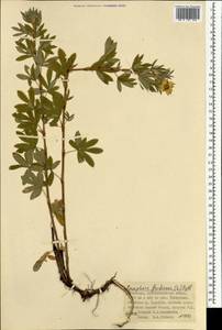 Курильский чай кустарниковый (L.) Rydb., Монголия (MONG) (Монголия)