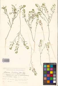 Плоскоплодник льнолистный (Stephan ex Willd.) DC., Средняя Азия и Казахстан, Прикаспийский Устюрт и Северное Приаралье (M8) (Казахстан)