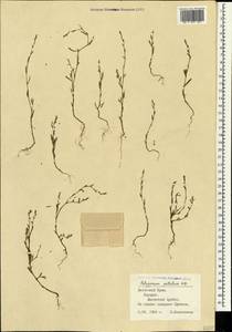 Спорыш отклоненный, Горец отклоненный M.Bieb., Крым (KRYM) (Россия)