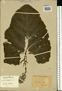 Белокопытник гибридный (L.) G. Gaertn., B. Mey. & Scherb., Восточная Европа, Северо-Украинский район (E11) (Украина)