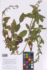 Норичник Скополи Hoppe, Восточная Европа, Московская область и Москва (E4a) (Россия)