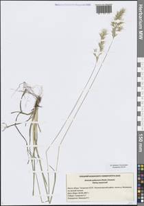 Avenula pubescens (Huds.) Dumort., Восточная Европа, Средневолжский район (E8) (Россия)