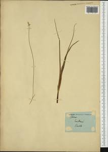 Carex baldensis L., Западная Европа (EUR)