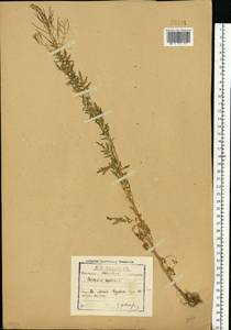 Сердечник недотрога L., Восточная Европа, Московская область и Москва (E4a) (Россия)