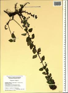 Душица обыкновенная L., Крым (KRYM) (Россия)