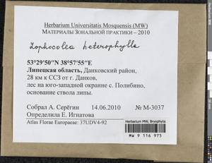 Lophocolea heterophylla (Schrad.) Dumort., Гербарий мохообразных, Мхи - Центральное Черноземье (B10) (Россия)