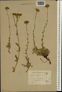 Tanacetum densum subsp. densum, Зарубежная Азия (ASIA) (Турция)