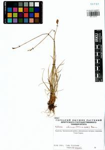 Carex borealipolaris S.R.Zhang, Сибирь, Прибайкалье и Забайкалье (S4) (Россия)
