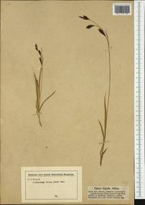 Carex frigida All., Западная Европа (EUR) (Австрия)