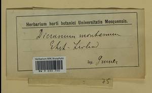 Orthodicranum montanum (Hedw.) Loeske, Гербарий мохообразных, Мхи - Прибалтика (B1) (Неизвестно)