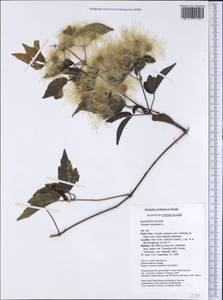Clematis virginiana L., Америка (AMER) (США)