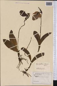 Cypripedium acaule Aiton, Америка (AMER) (США)