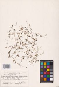 Лютик Гмелина DC., Восточная Европа, Восточный район (E10) (Россия)