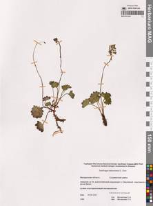 Камнеломка Нельсона, Сибирь, Чукотка и Камчатка (S7) (Россия)