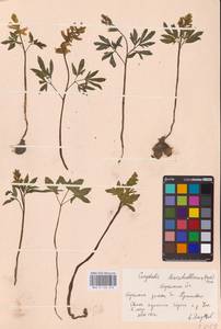 Хохлатка полая (L.) Schweigg. & Körte, Восточная Европа, Центральный район (E4) (Россия)