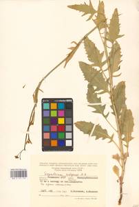 Гулявник волжский M.Bieb. ex E.Fourn., Восточная Европа (без точных пунктов) (E0)