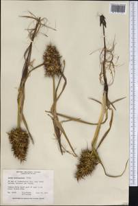 Осока большеголовая Willd. ex Spreng., Америка (AMER) (Канада)