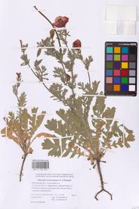 Мачок рогатый (L.) Rudolph, Восточная Европа, Ростовская область (E12a) (Россия)