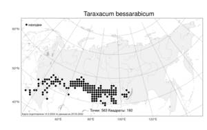 Taraxacum bessarabicum, Одуванчик бессарабский (Hornem.) Hand.-Mazz., Атлас флоры России (FLORUS) (Россия)