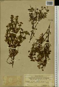 Курильский чай кустарниковый (L.) Rydb., Сибирь, Чукотка и Камчатка (S7) (Россия)