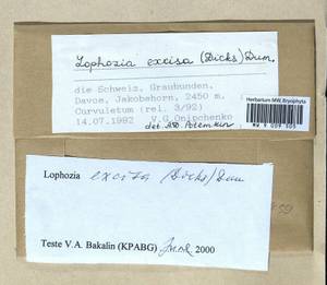 Lophoziopsis excisa (Dicks.) Konstant. & Vilnet, Гербарий мохообразных, Мхи - Западная Европа (BEu) (Швейцария)