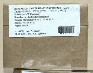 Scapania irrigua (Nees) Nees, Гербарий мохообразных, Мхи - Северный Кавказ и Предкавказье (B12) (Россия)